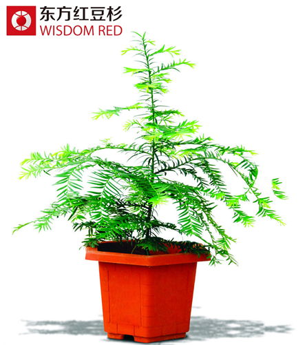 給紅豆杉盆景澆水有什么方法？