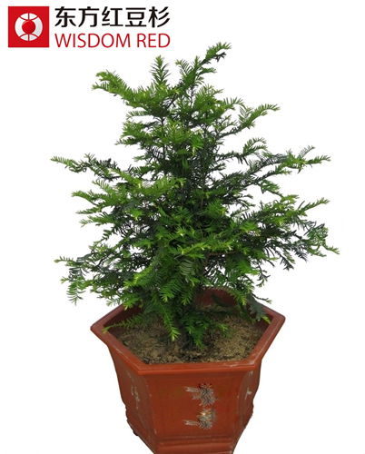 紅豆杉盆景為何獲時(shí)尚白領(lǐng)寵愛(ài)？