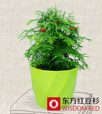 紅豆杉是如何殺死癌細胞的