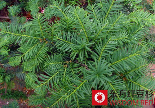 用紅豆杉做的杯子泡水喝能抗癌嗎？