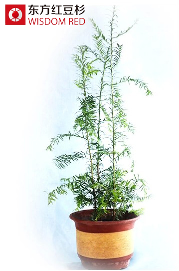 紅豆杉屬植物保護遺傳學研究獲新進展