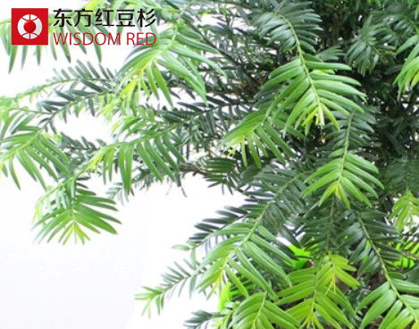 涼爽秋季應(yīng)如何養(yǎng)護(hù)紅豆杉盆景？