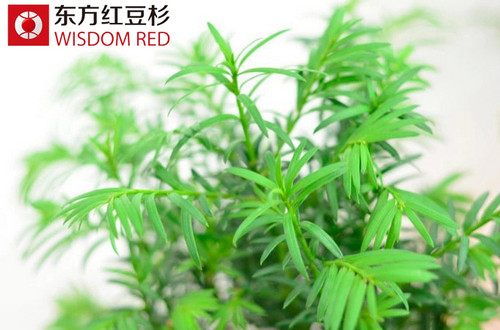 紅豆杉：生意轉運必備風水擺件