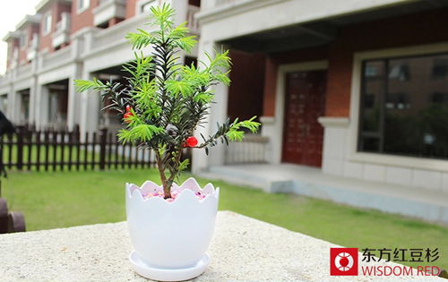 用紅豆杉直接泡水喝真的可以防癌抗癌嗎？