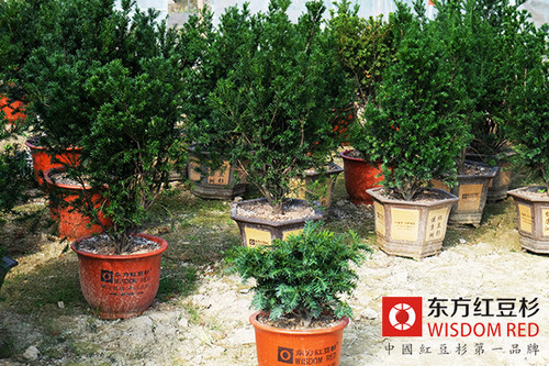 紅豆杉產業發展方向多投資需謹慎