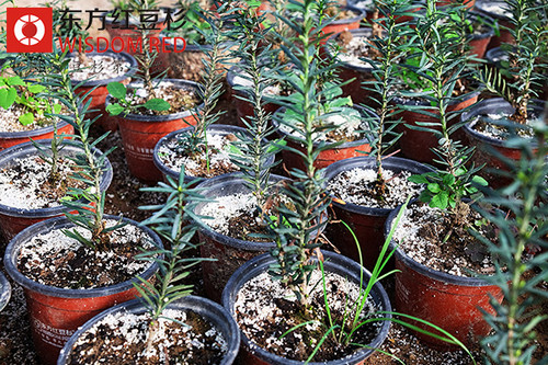 2015年東方紅豆杉發展空間會有多大？