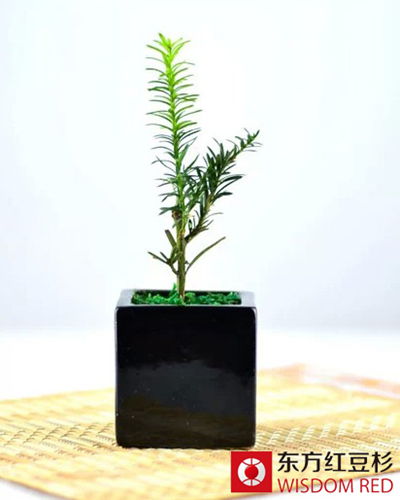 2015年紅豆杉市場展望：盆景和綠化樹將成主流