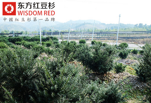 “玩轉”紅豆杉 且看種植戶們如何各顯神通
