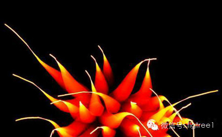 我就是我，是顏色不一樣的煙火！