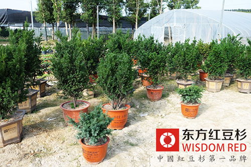 慢生樹種紅豆杉如何實(shí)現(xiàn)快速收益？