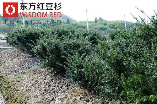 一夜“吸盡”油漆味 東方紅豆杉功不可沒(méi)