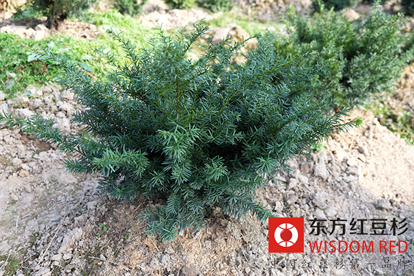 紅豆杉的市場發展前景