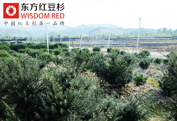 紅豆杉水杯到底有什么用處？