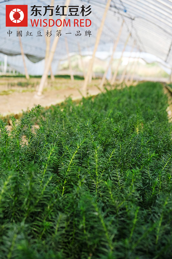 什么是紅豆杉聞療法