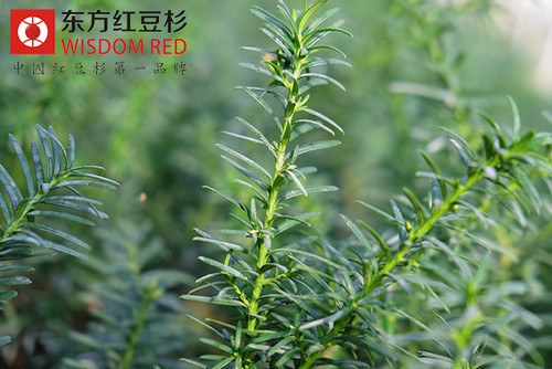 中國境內分布著哪些紅豆杉？