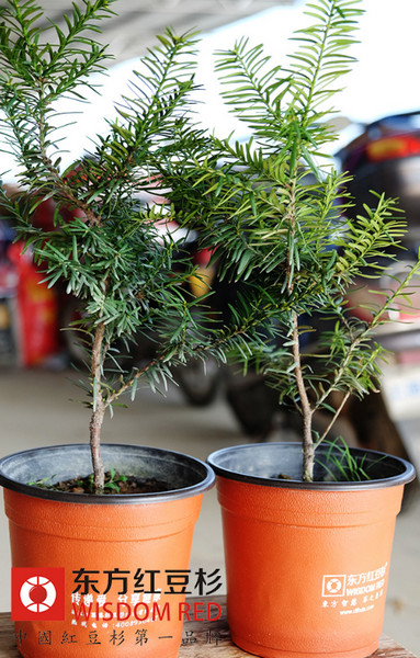 紫衫樹香味有哪些神奇功效？