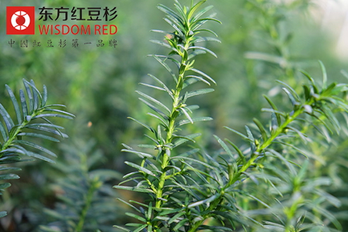 村民的“寶貝”紅外攝像頭 日夜“罩”著紅豆杉